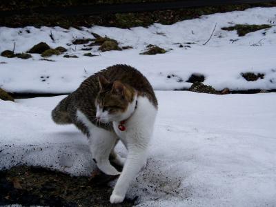 おうちはいろ･･･