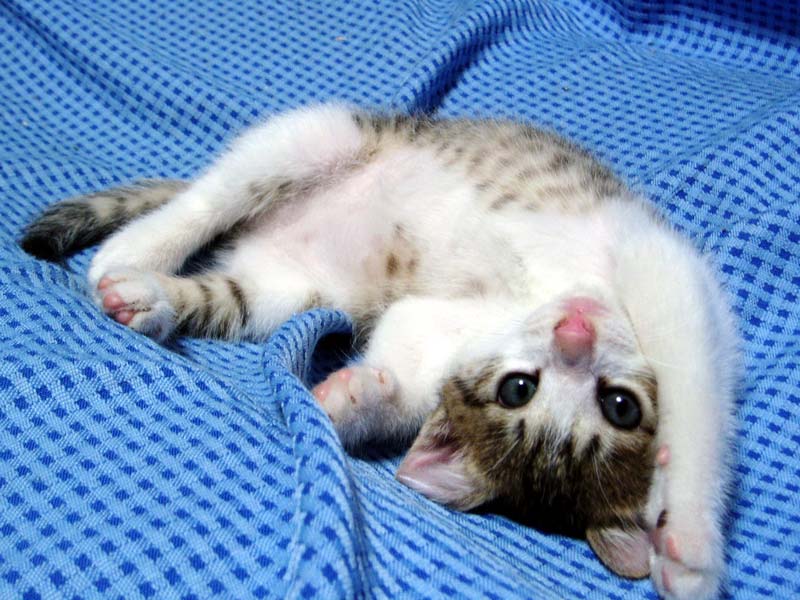 ポーズだにゃん