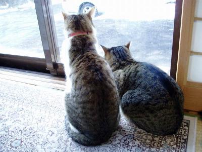 ２にゃんで･･･２