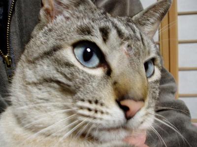 ガラの怪我　経過２