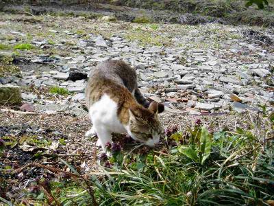 クンクン･･･