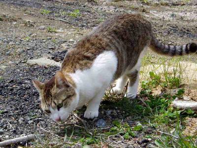 クンクンクンクン･･･