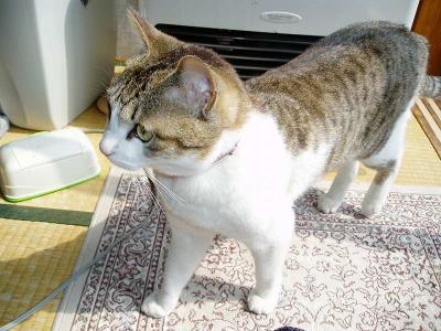 飼い主のお気に入り