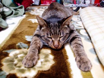 長～いネコ　３