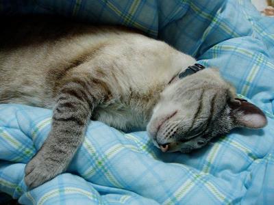 ガラの眠り　２