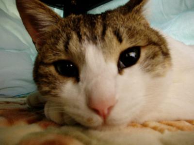 行ってにゃっしゃ～い