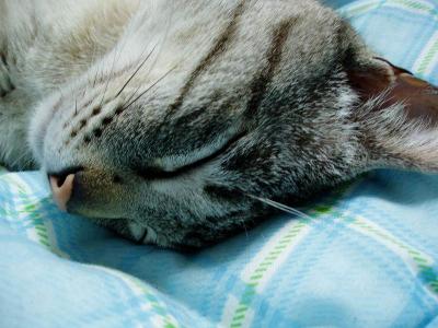 ガラの眠り　３