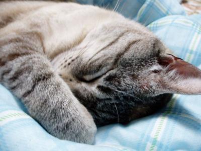 ガラの眠り　４