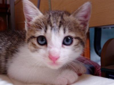 チビとにゃ　３