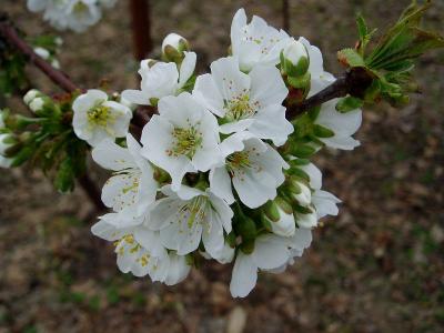 さくらんぼの花