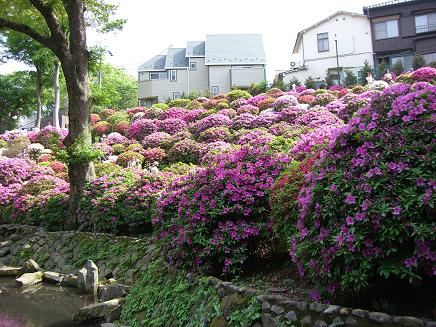 根津神社のつつじ１