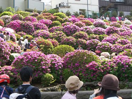 根津神社のつつじ２