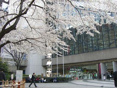 芸術劇場横の桜