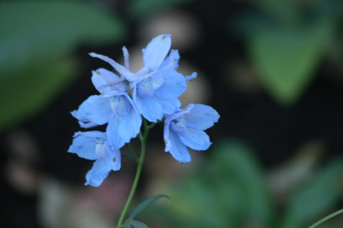 花の美術館　水色のお花.jpg