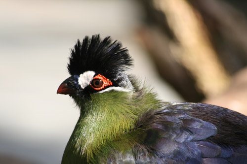 黒い烏帽子の鳥２.jpg