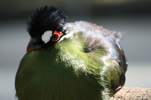 黒い烏帽子の鳥３.jpg