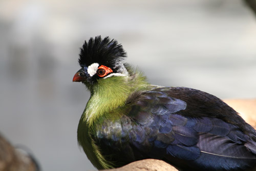 黒い烏帽子の鳥１.jpg