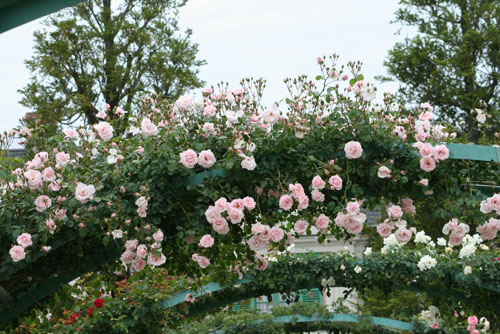 花の美術館　ピンクのバラのアーチ.jpg