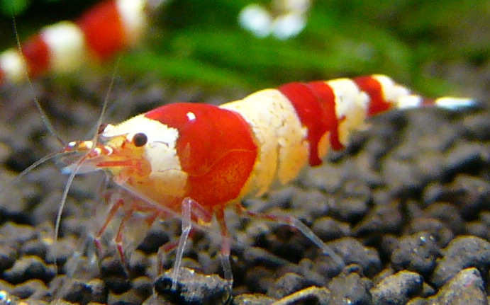 綺麗な稚エビ１