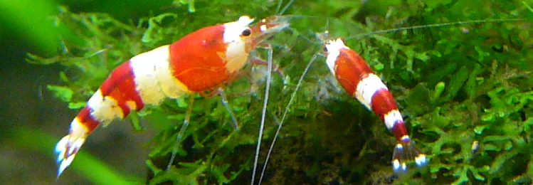 綺麗な稚エビ２