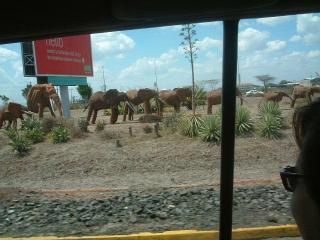 nairobi elephant