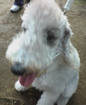 テリア　アルルちゃん