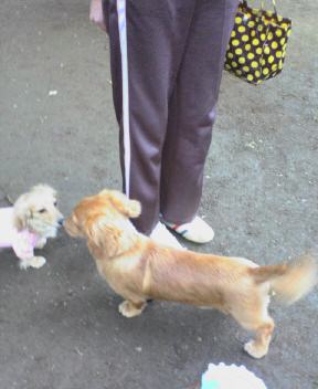 ダックス　ルビーちゃん＆ルークくん