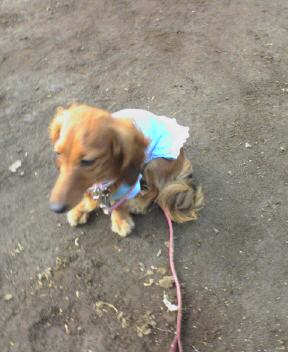 シフォン　一人