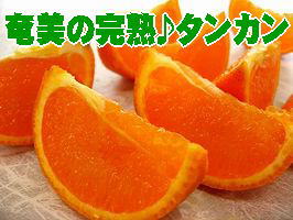 タンカン.jpg