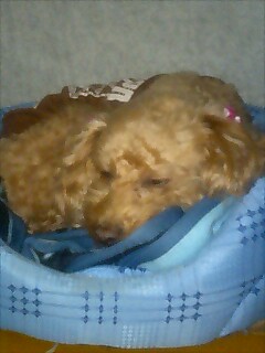 さくちゃんです