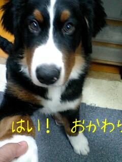 お手 お変わり 11-17.jpg