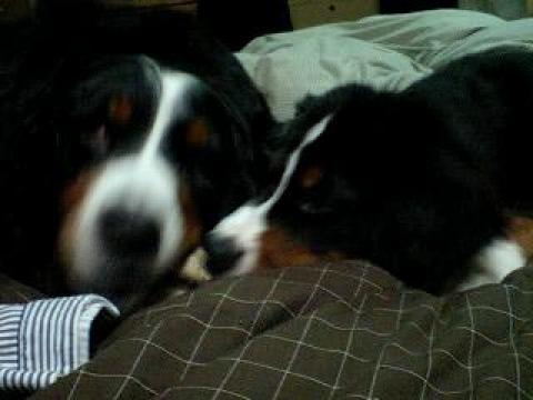 ガムちょうだい