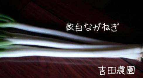 長ネギ