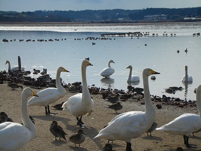 s-20.1.18.内沼の白鳥_012.jpg