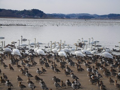 s-20.1.18.内沼の白鳥_032.jpg