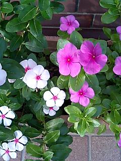 ピンク＆白色の花