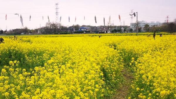 菜の花こいのぼり.jpg