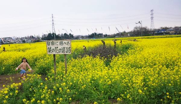 菜の花迷路.jpg