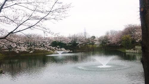 噴水桜.jpg