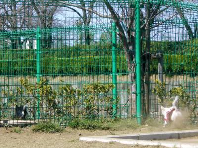 川越ドッグランケンカ売り犬.jpg