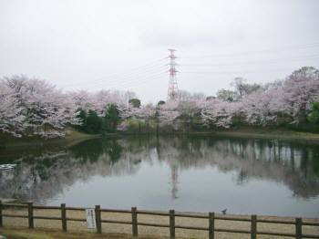 桜6.jpg