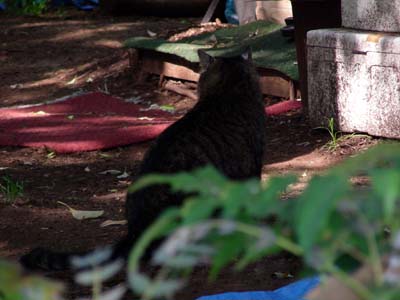 新宿中央公園のキジトラくん3