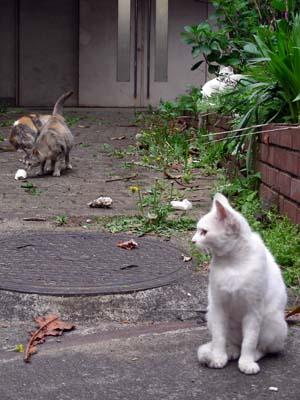 四谷の学校跡地猫2