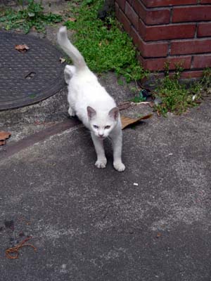 四谷の学校跡地猫4