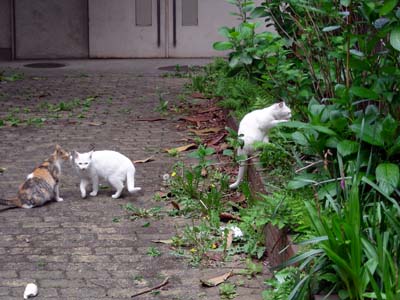 四谷の学校跡地猫5