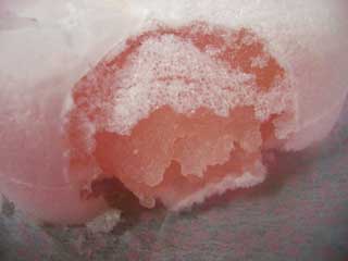 桜色の餡がキレイ