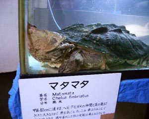 タマ…マタマタ