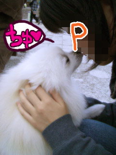 白ポメちゃんと