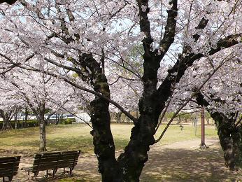 桜咲く