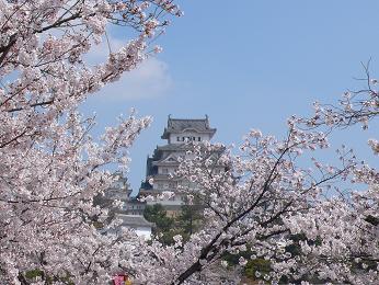 桜城